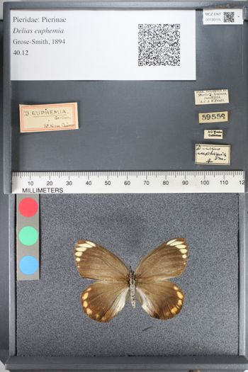 Media type: image;   Entomology 130115
